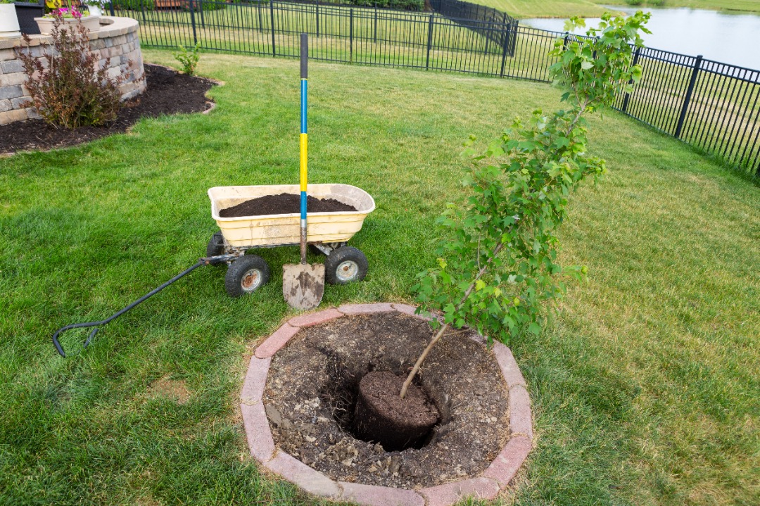 Small tree partially planted in a circular mulch bed, with a wagon full of soil and a shovel standing upright on the green lawn.