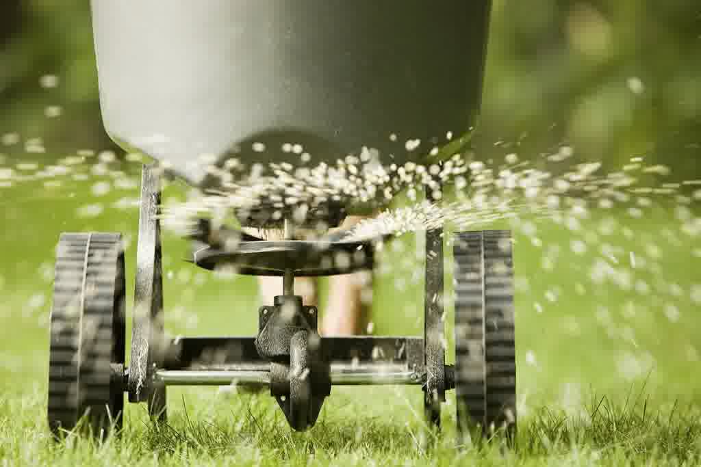 A professional landscaper with a pushing fertilizing spreader distributing fertilizer.
