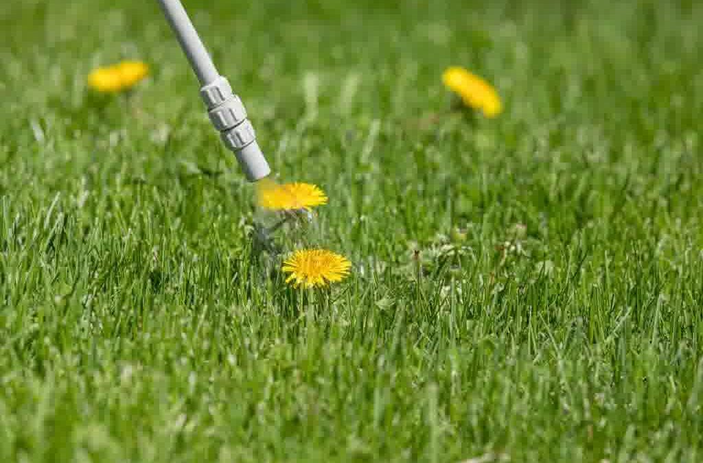 Weed Control and Fertilization for a Healthier Lawn