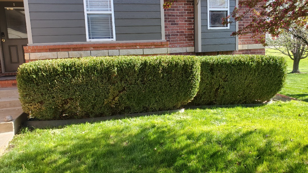 Trimmed rectangular hedges planted in front of a brick and siding residential building with neatly maintained green lawn.