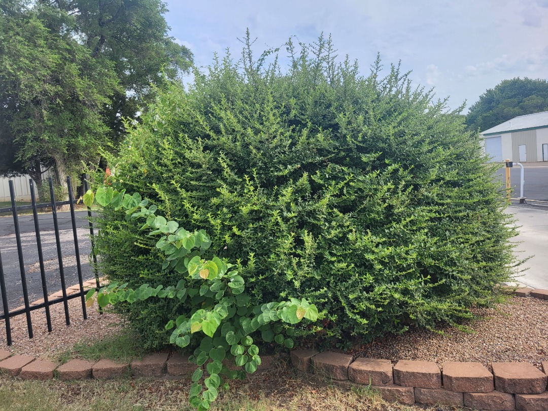 Large, overgrown green shrub in a small landscaped area bordered by a low brick wall near a parking lot and metal fence.