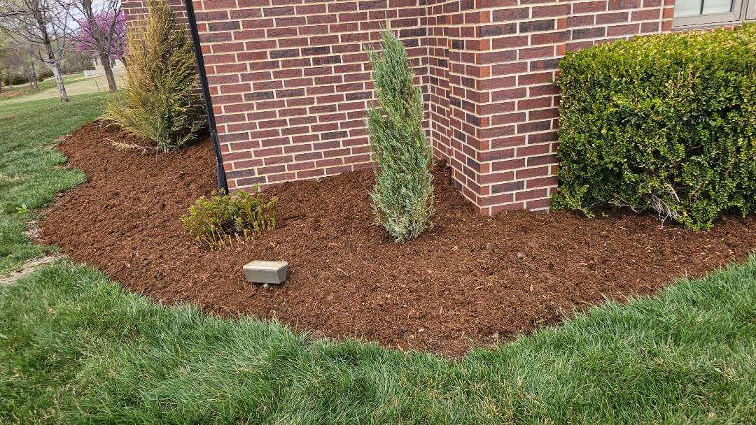 Brick building corner with fresh brown mulch around a young evergreen tree, trimmed shrubs, and a green grassy lawn.