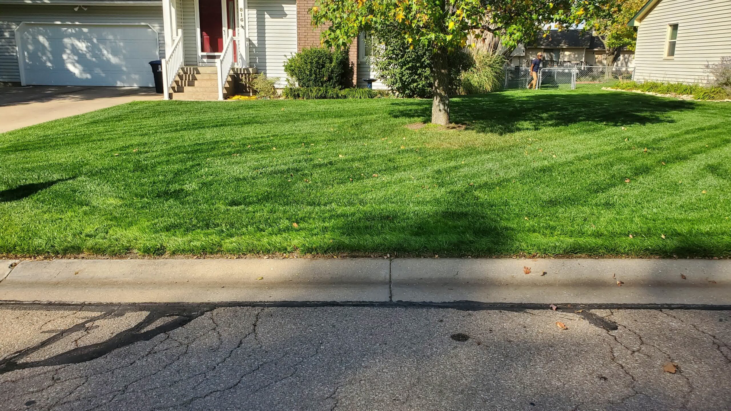 Freshly mowed front yard with clear mowing lines, a tree in the center, and a suburban house with white siding in the background.