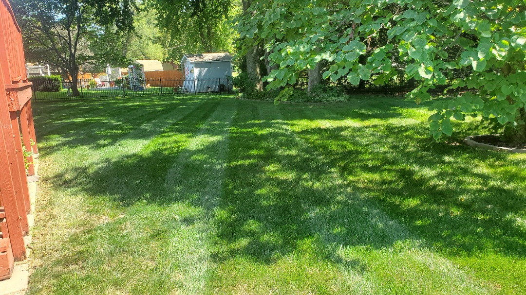 Backyard lawn with crisp mowing stripes under dappled sunlight, bordered by trees, sheds, and a black metal fence.