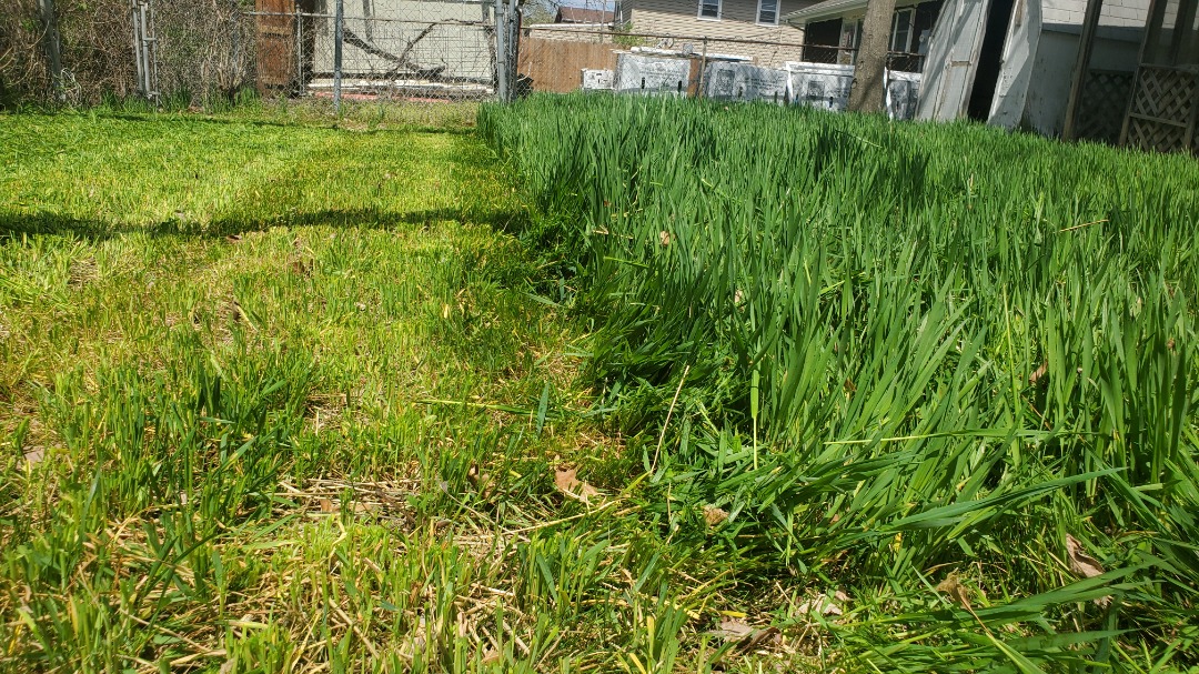 Backyard with tall, uncut grass beside a freshly mowed strip, bordered by a chain-link fence and outdoor storage units.