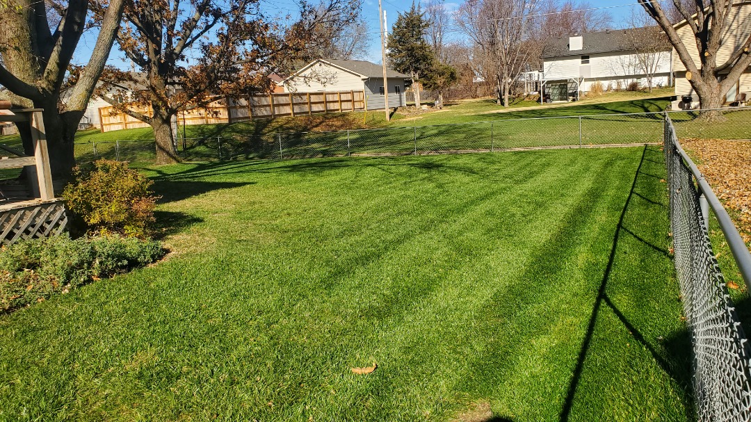Backyard with vivid mowing stripes and chain-link fencing, surrounded by trees and neighboring homes under a clear sky.
