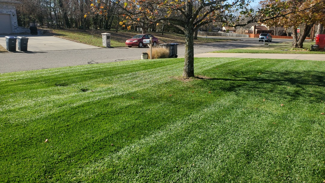Freshly mowed front yard with tree in the center, surrounded by residential street, cars, mailbox, and light fall leaves.