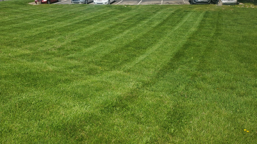 Close-up of mowed green lawn with visible mower stripes and small yellow dandelions scattered throughout the grass.