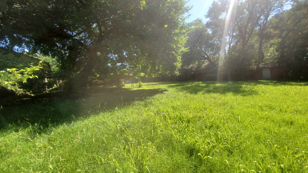 Overgrown backyard with tall grass and dappled sunlight filtering through dense trees on a bright summer day.
