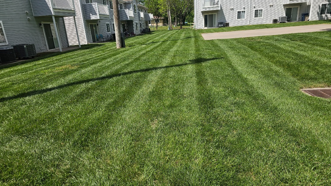Striped lawn in a shared courtyard of apartment buildings, showing fresh mowing lines and clean green grass under bright sunlight.