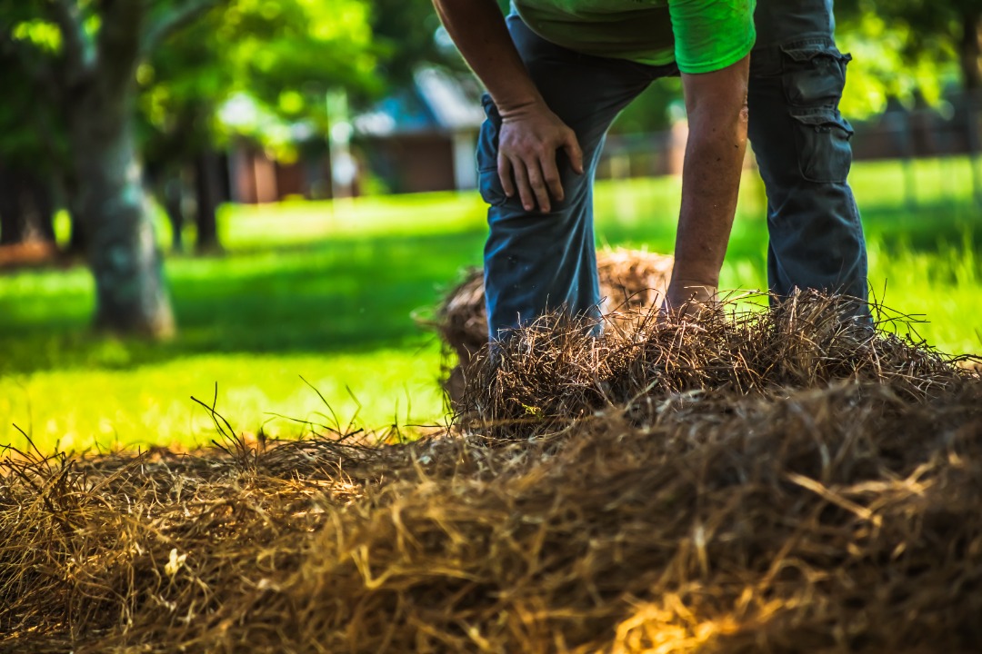 Homeowner applying straw mulch to newly seeded lawn area for protection, moisture retention, and grass germination.