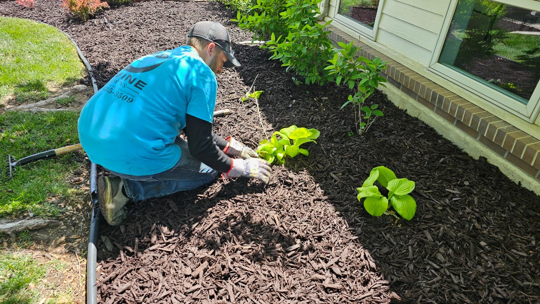 New landscaping hire installs plants in a mulched bed beside a house, wearing gloves and company-branded work shirt.